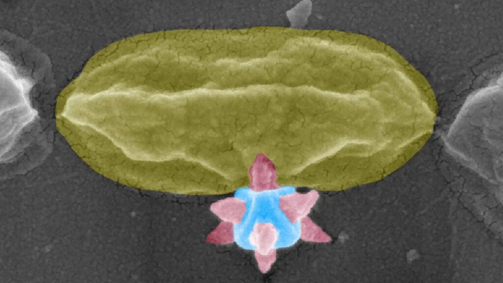 Mit metallorganischen Gerüsten zur Vorbeugung von mikrobiellen Verunreinigungen auf Oberflächen: Eine rasterelektronenmikroskopische Aufnahme der MOF-on-MOF-Oberfläche mit scharfen Nanospitzen, welche Bakterien abtöten. Das Bild wurde im Reinraum aufgenommen; Teile des Bildes wurden koloriert. (Bild: Zhejian Cao, Chalmers University of Technology)